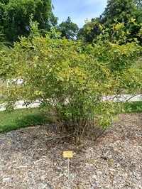 Rosa abietina