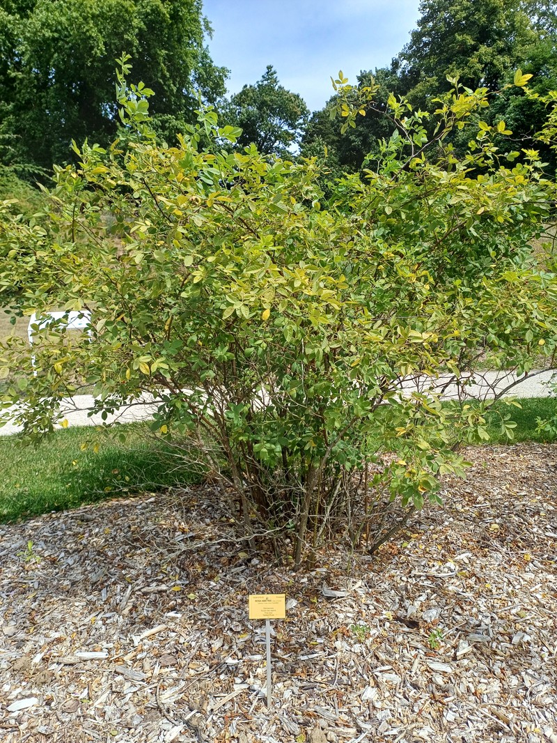 Rosa abietina