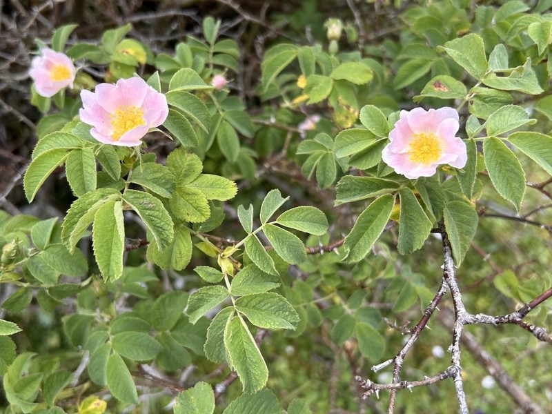 Rosa abietina photo 2