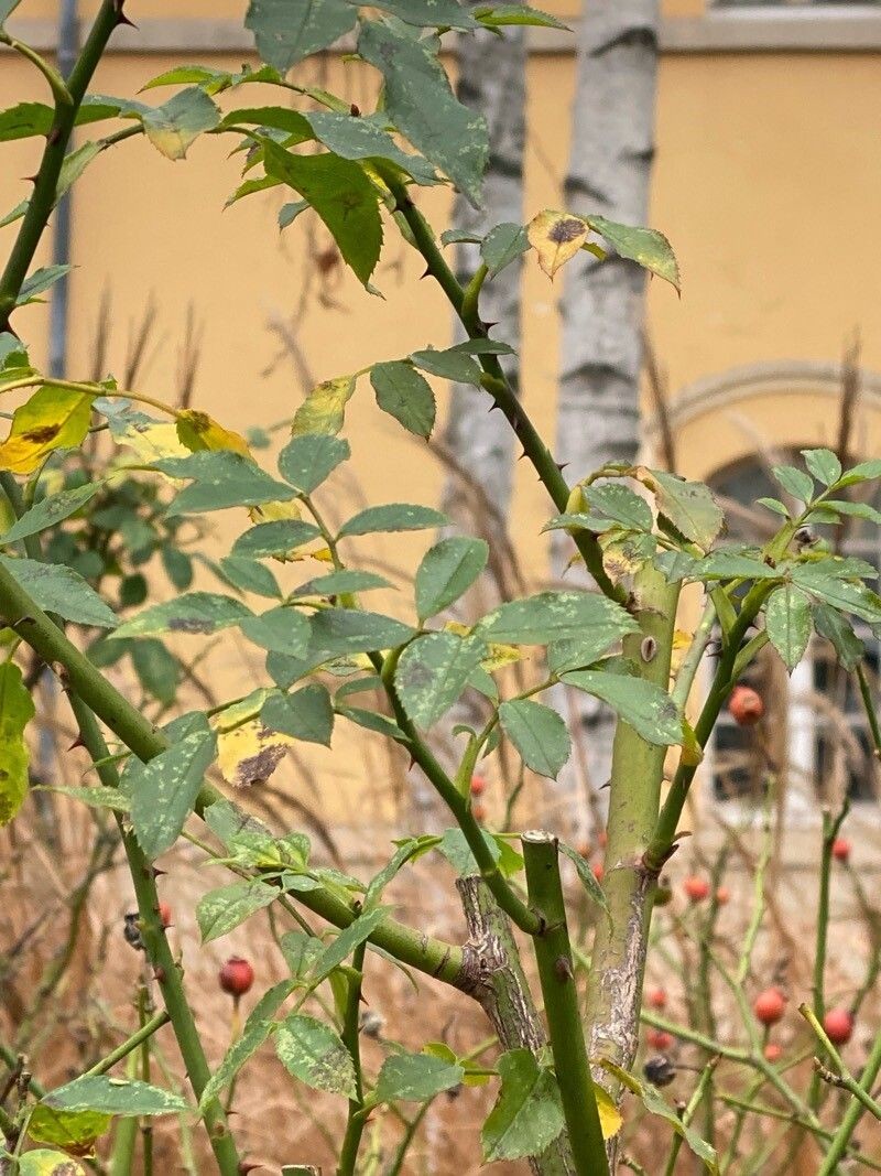 Rosa abietina photo 3