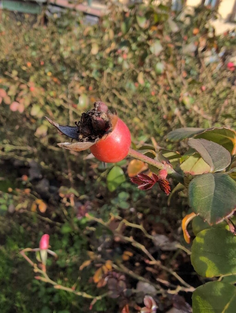 Rosa abietina photo 4