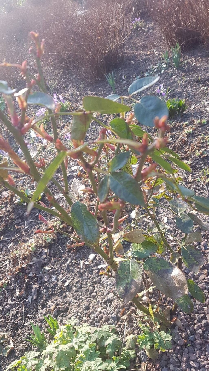 Rosa abietina photo 5