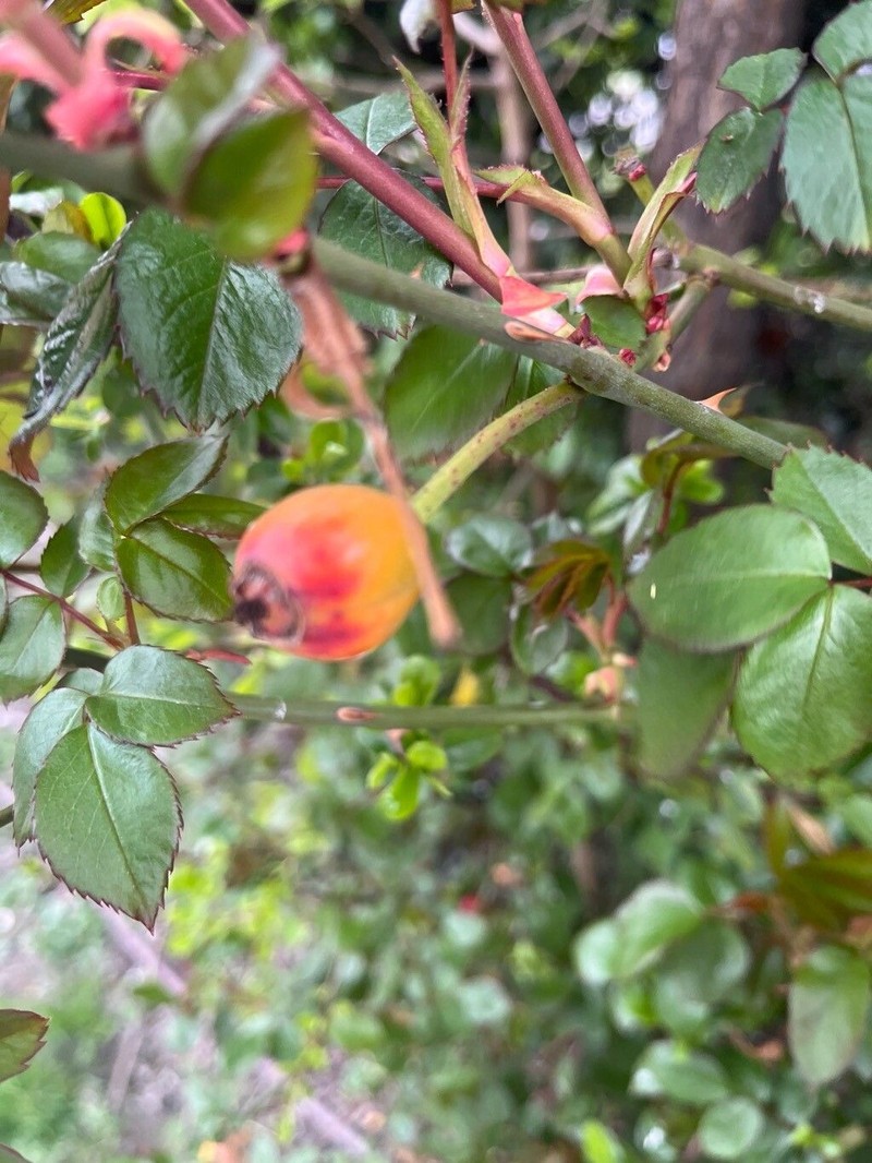 Rosa abietina photo 6