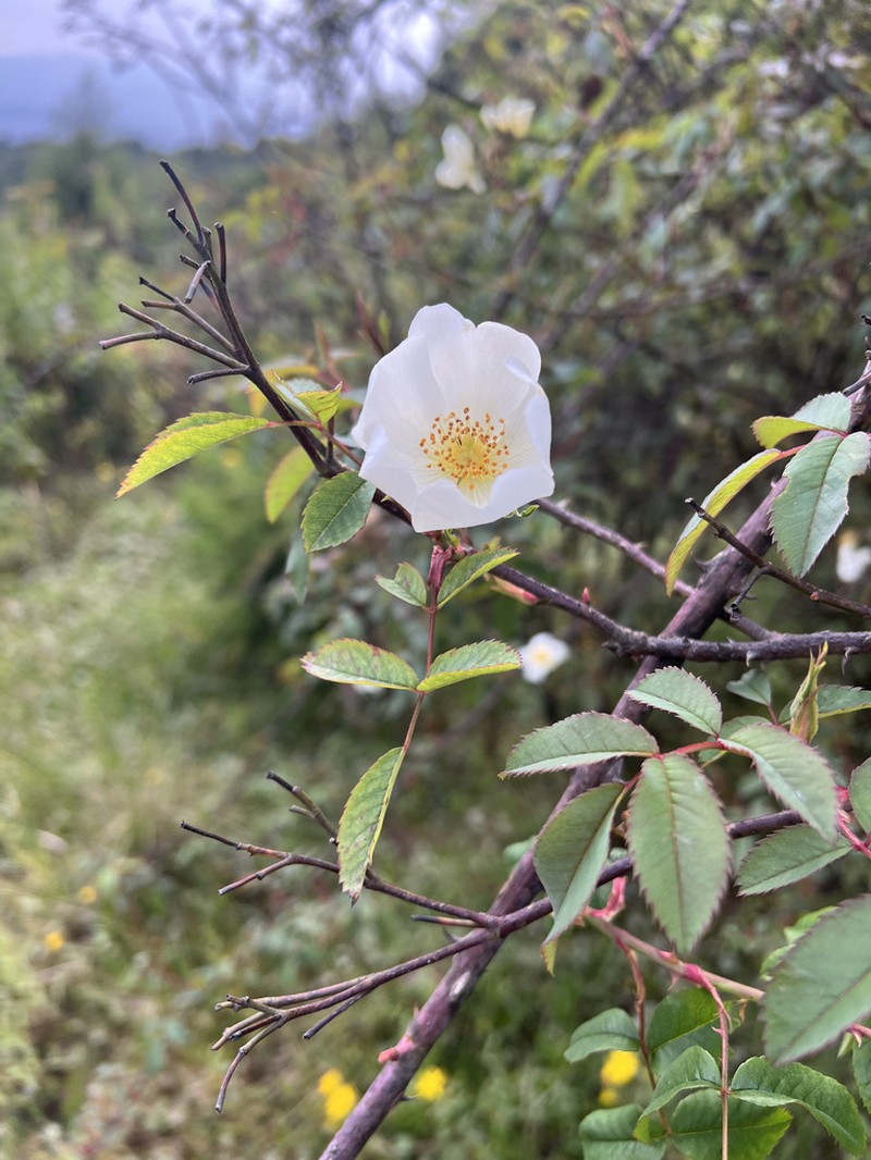 Rosa abyssinica photo 2