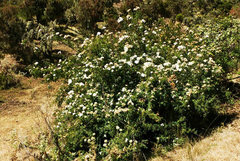 Rosa abyssinica photo 3