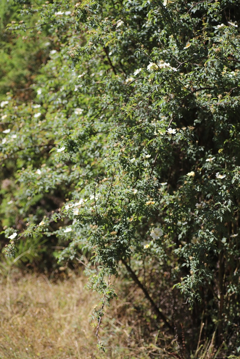 Rosa abyssinica photo 4