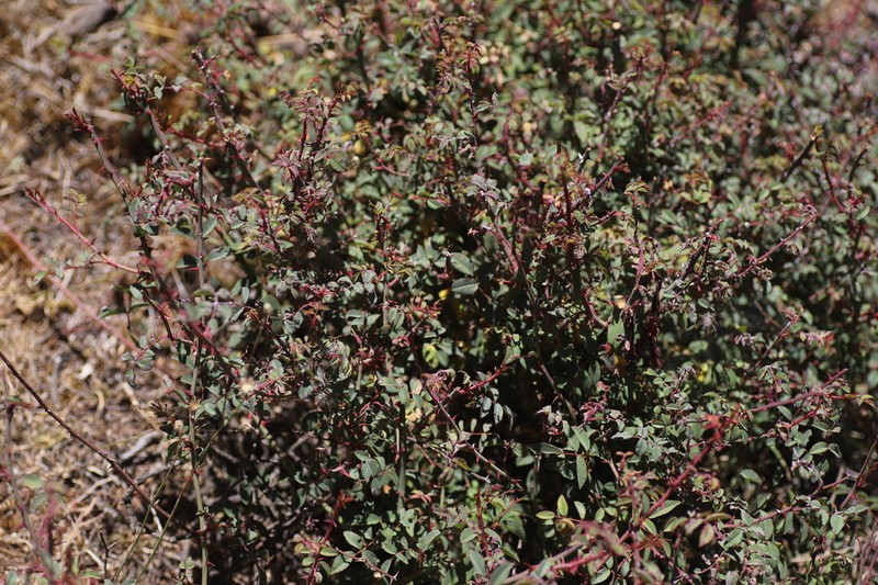 Rosa abyssinica photo 5