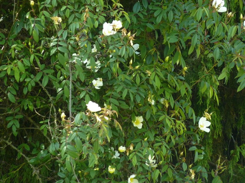Rosa abyssinica photo 6