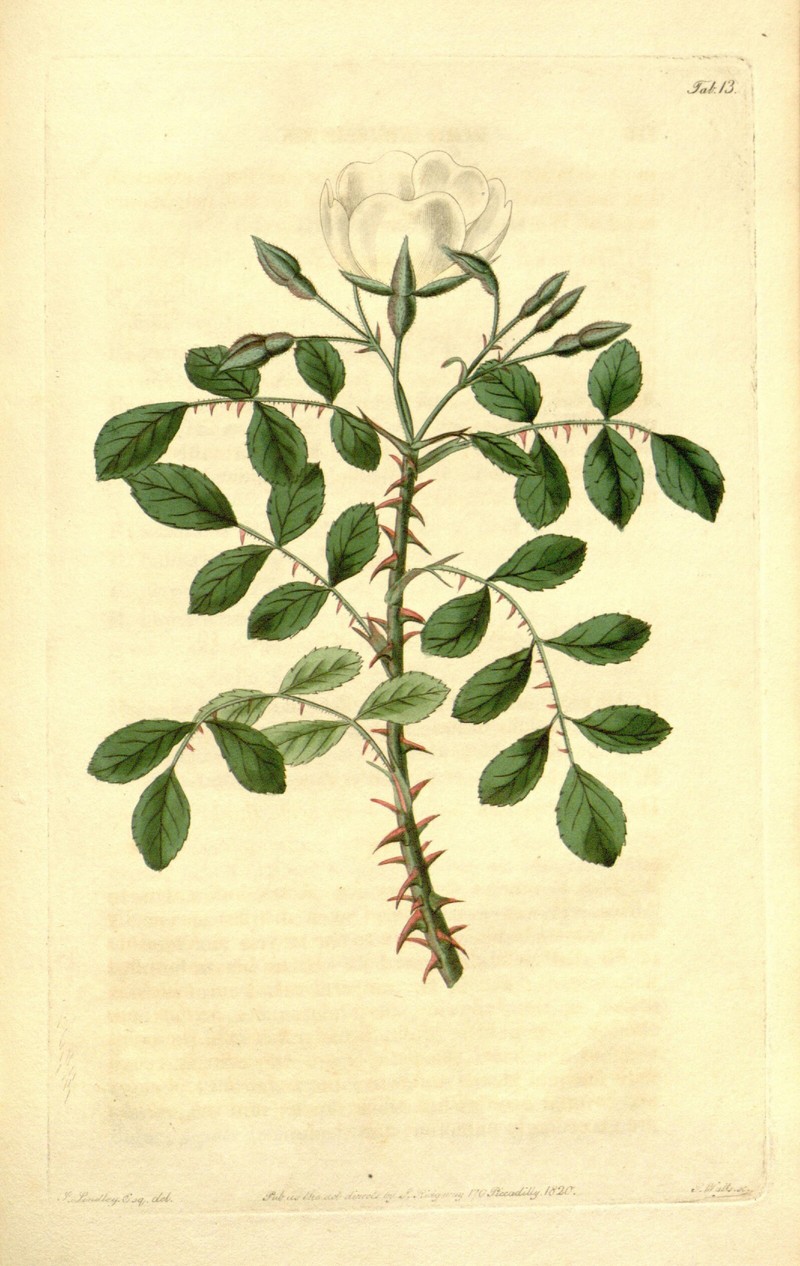 Rosa abyssinica