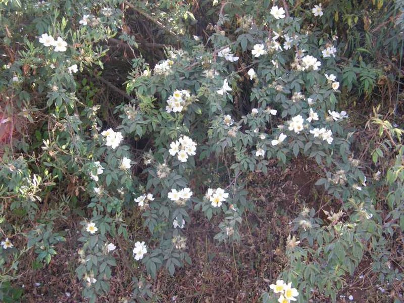 Rosa abyssinica