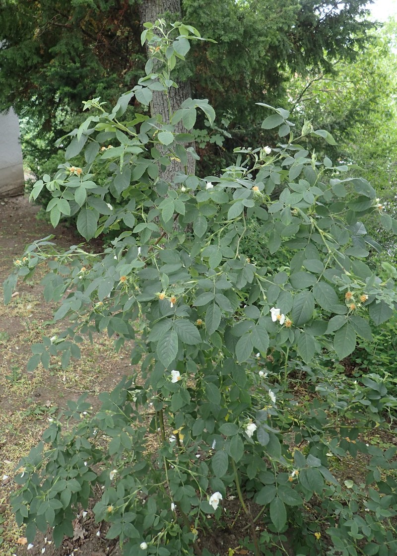 Rosa achburensis