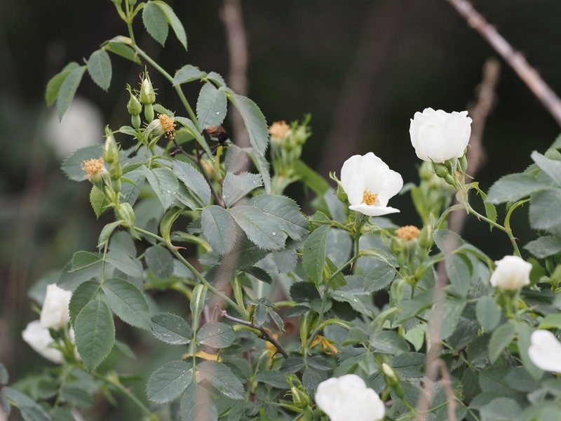 Rosa achburensis photo 2