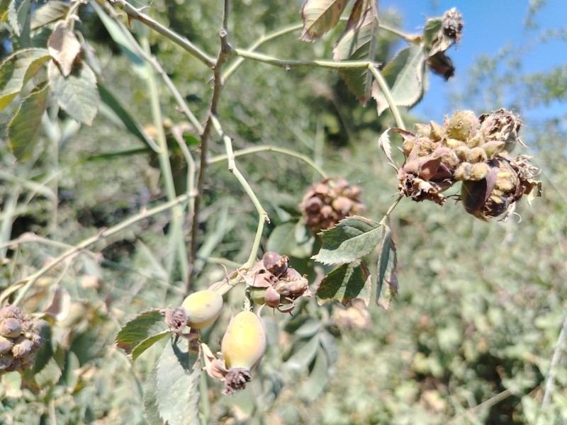 Rosa achburensis photo 3