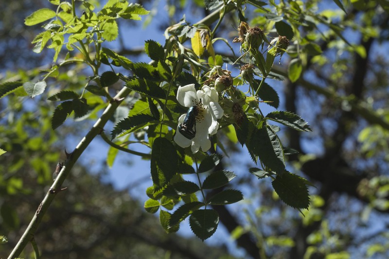 Rosa achburensis photo 4