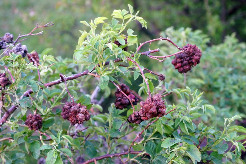 Rosa achburensis photo 5