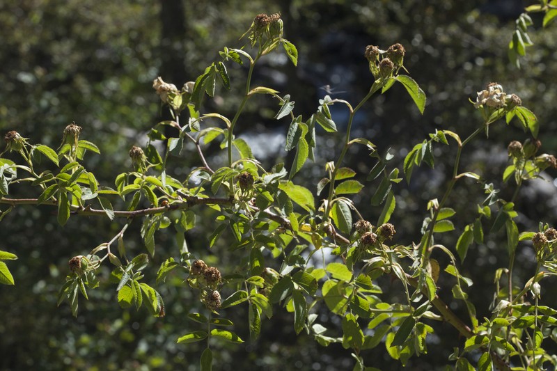 Rosa achburensis photo 6