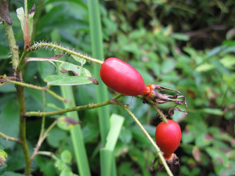 Prickly Rose photo 6