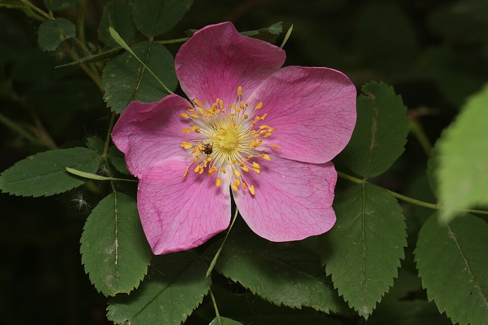 Prickly Rose