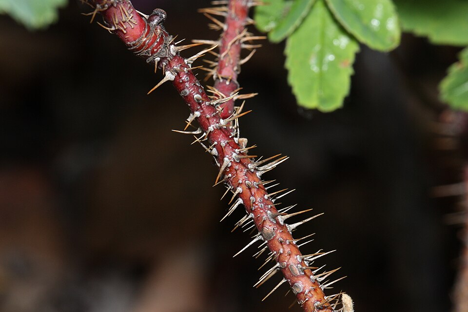 Prickly Rose photo 7