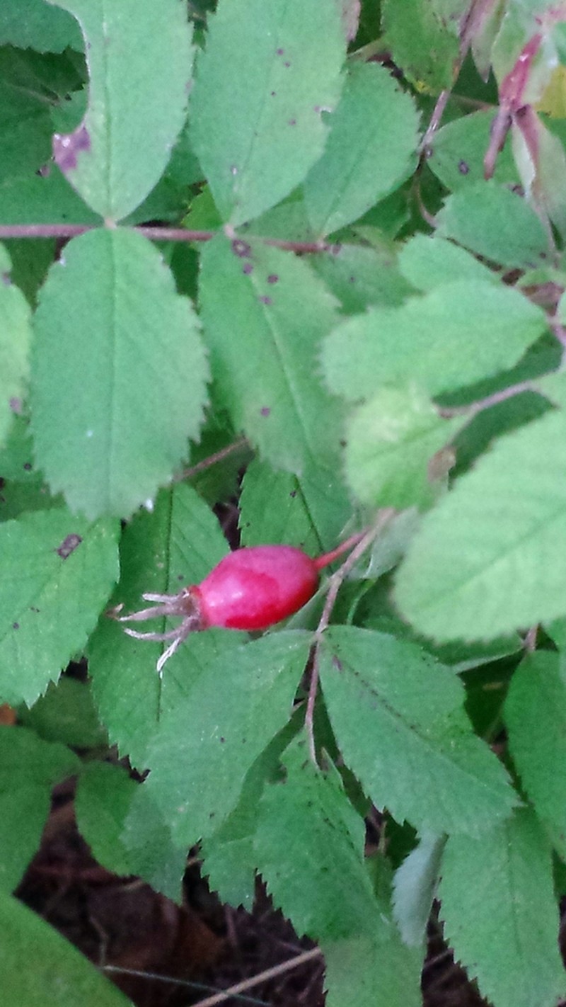 Prickly Rose photo 5