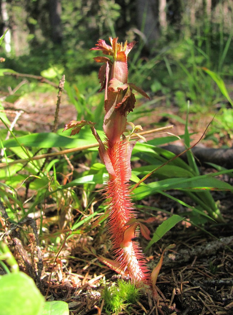 Prickly Rose photo 6
