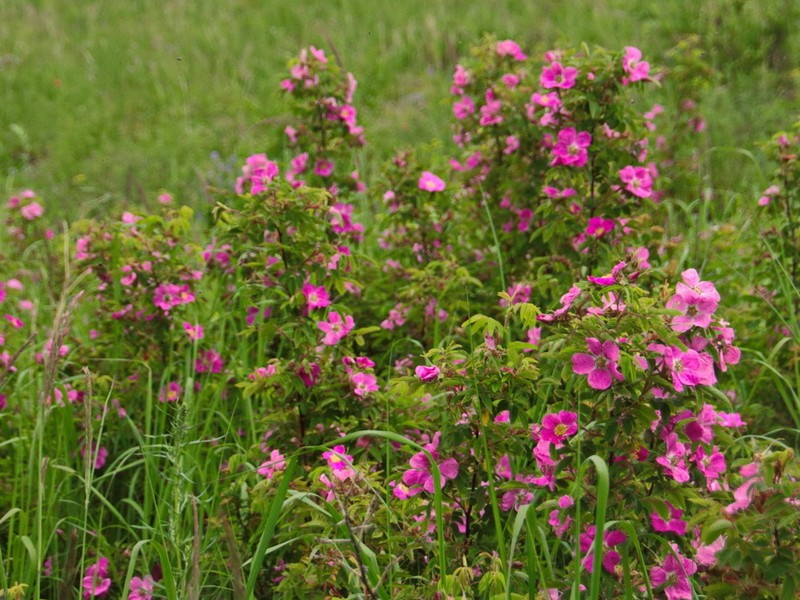 Prickly Rose photo 7