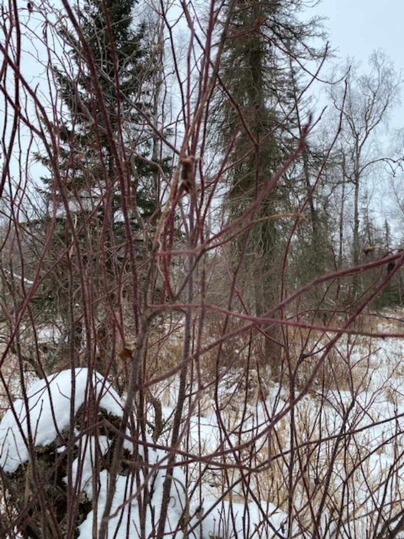 Rosa acicularis subsp. acicularis