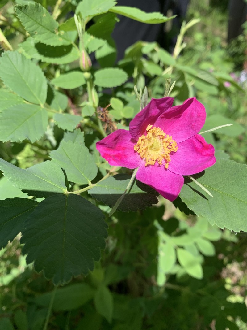 Rosa acicularis subsp. acicularis photo 2