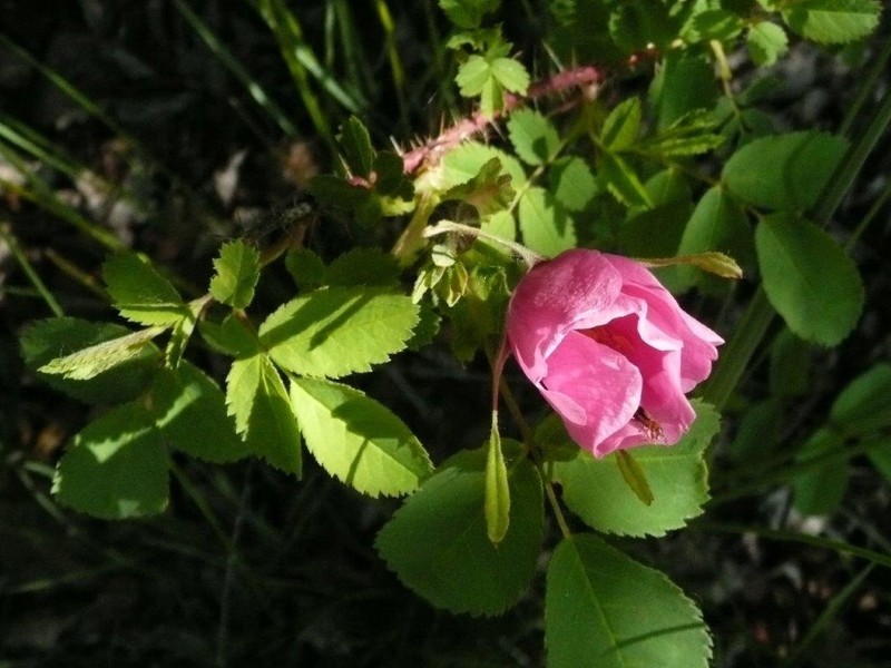 Rosa acicularis subsp. acicularis photo 3