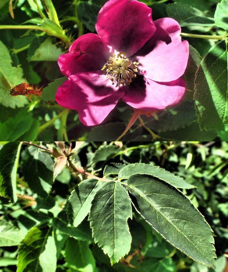 Rosa acicularis subsp. acicularis photo 4