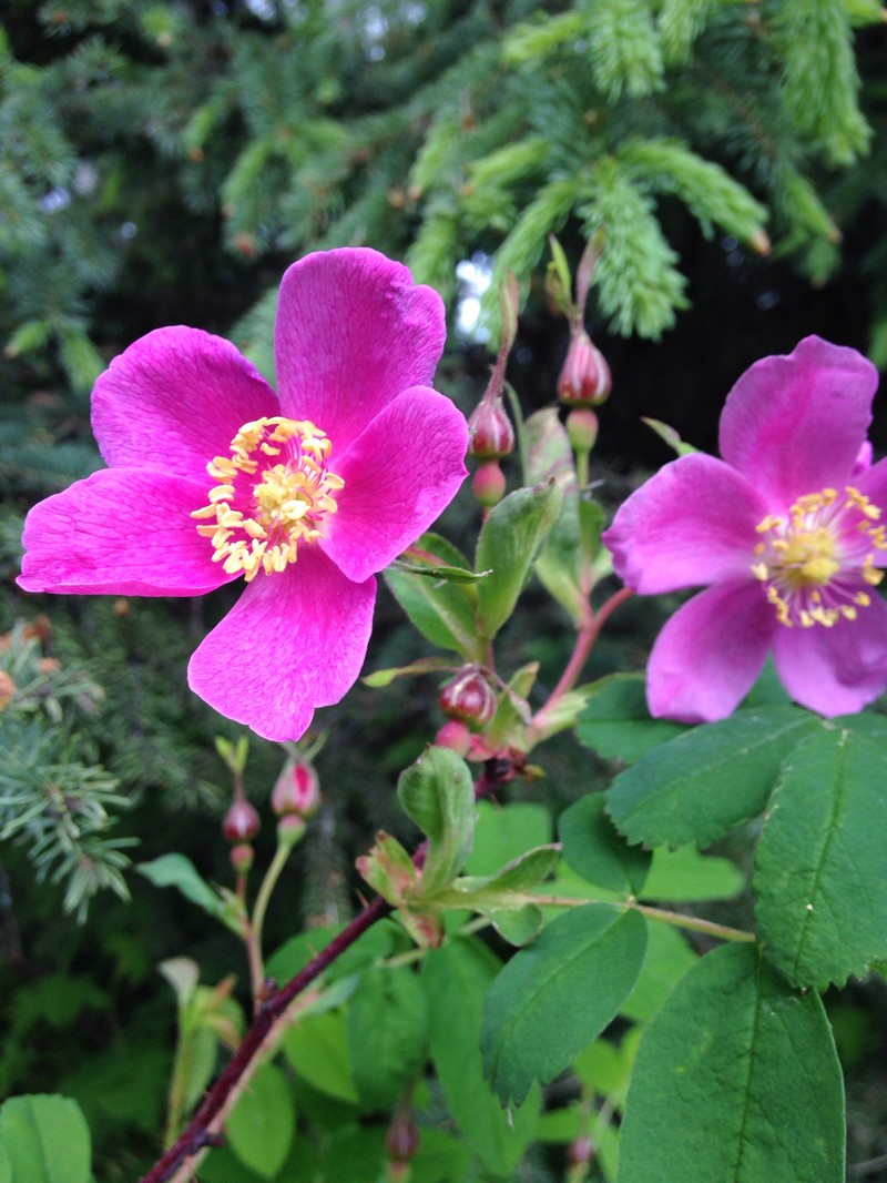 Rosa acicularis subsp. acicularis photo 5