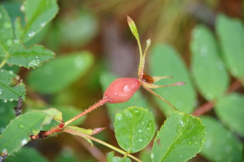Rosa acicularis subsp. acicularis photo 6