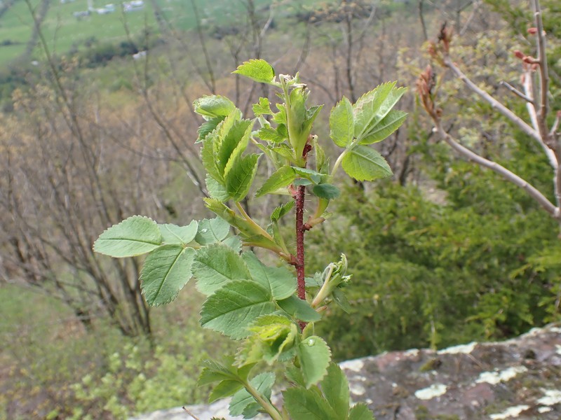Rosa acicularis subsp. sayi photo 2