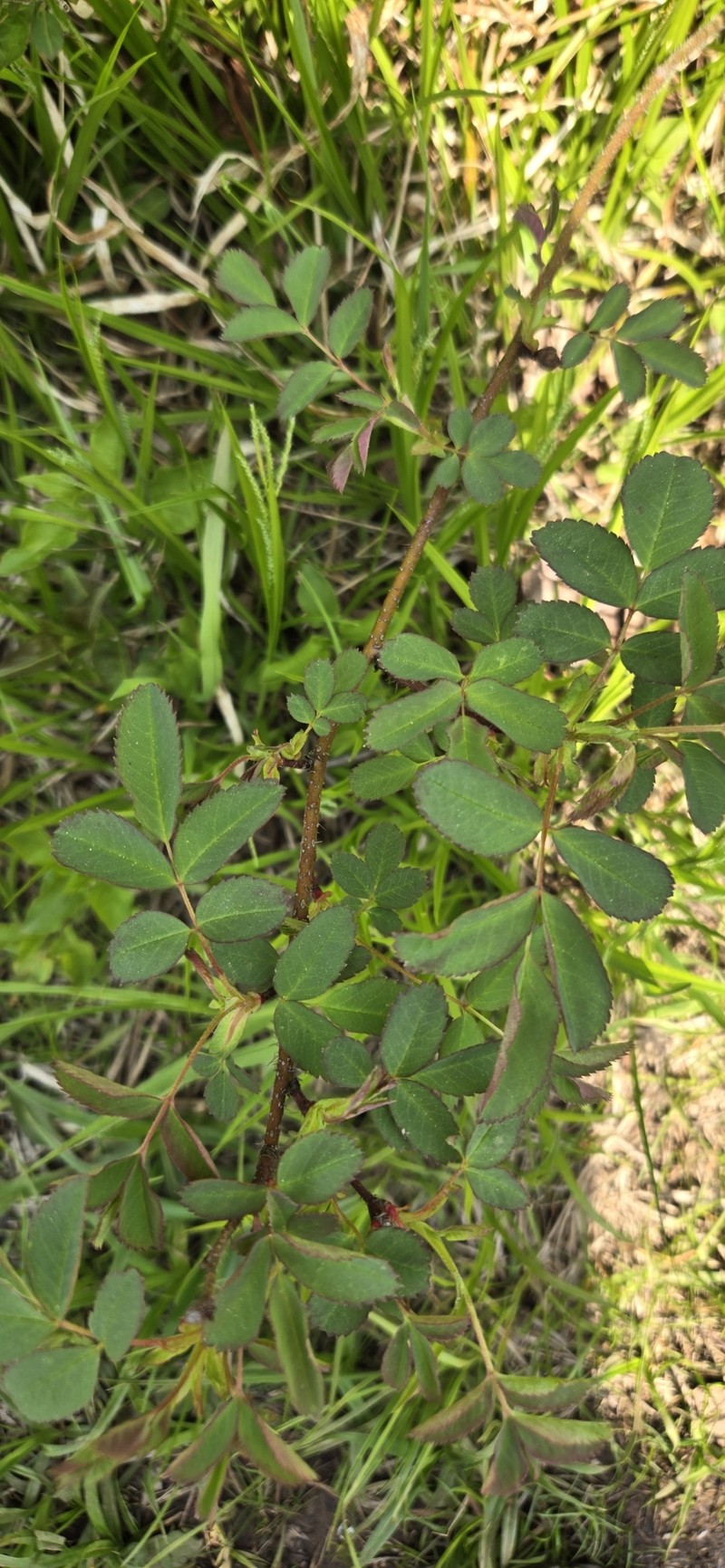 Rosa acicularis subsp. sayi photo 3