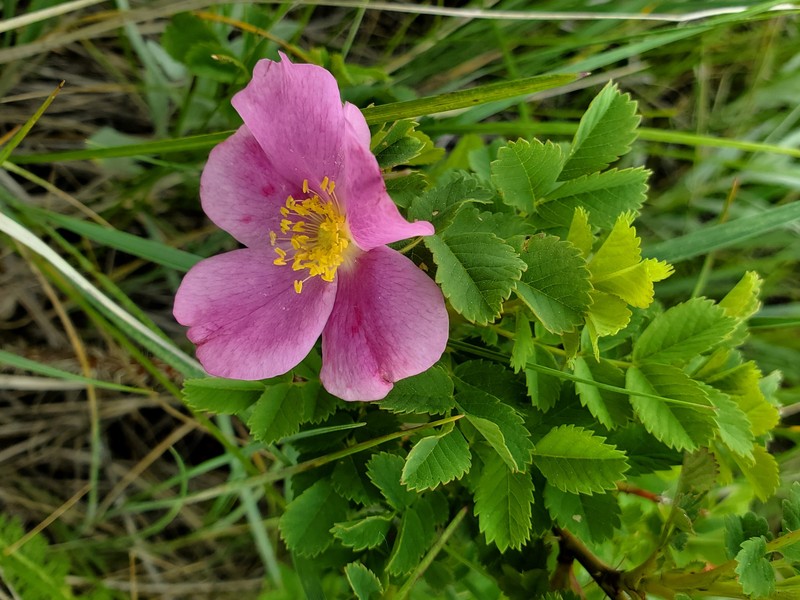 Rosa acicularis subsp. sayi photo 4