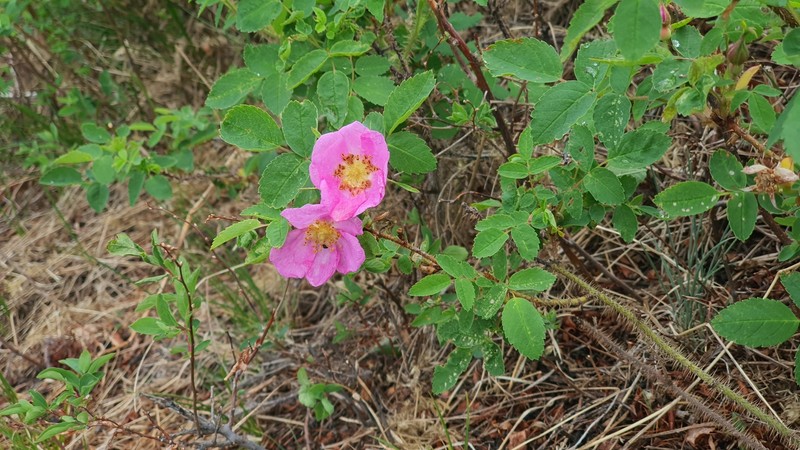 Rosa acicularis subsp. sayi photo 5