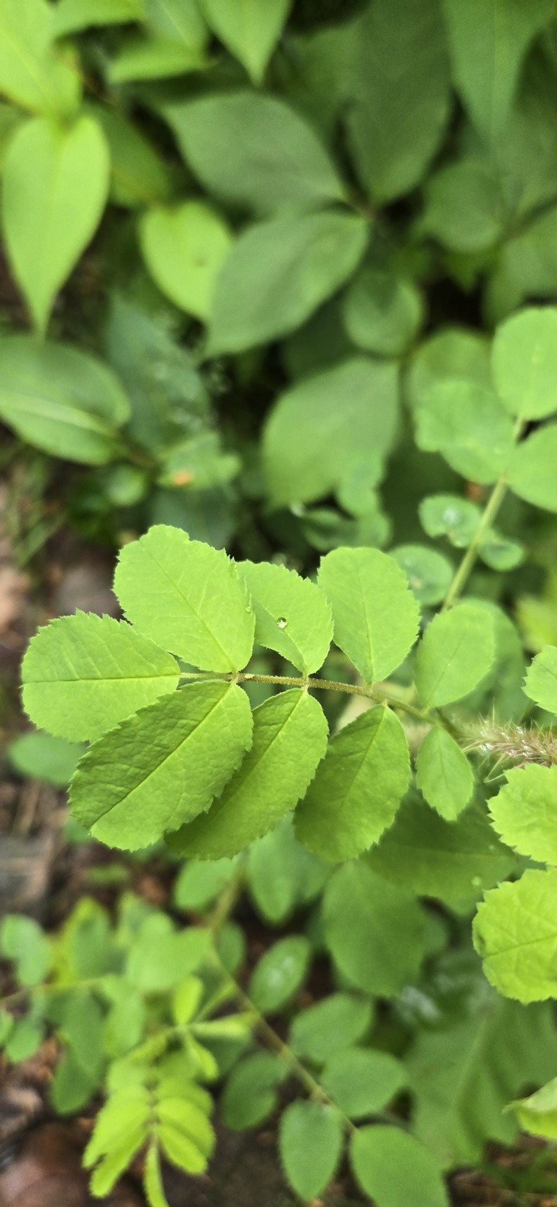 Rosa acicularis subsp. sayi photo 6