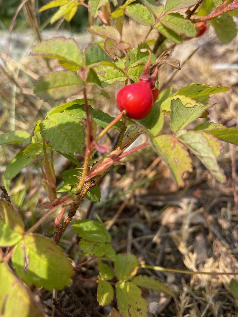 Rosa acicularis subsp. sayi photo 7