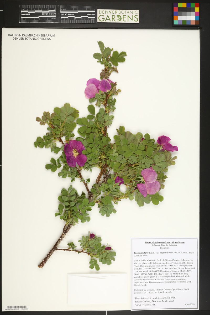 Rosa acicularis subsp. sayi photo 8