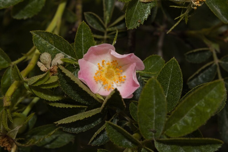 Fieldbriar photo 4