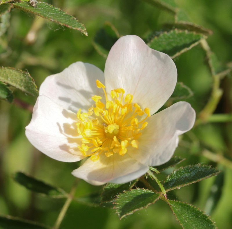 Fieldbriar photo 5