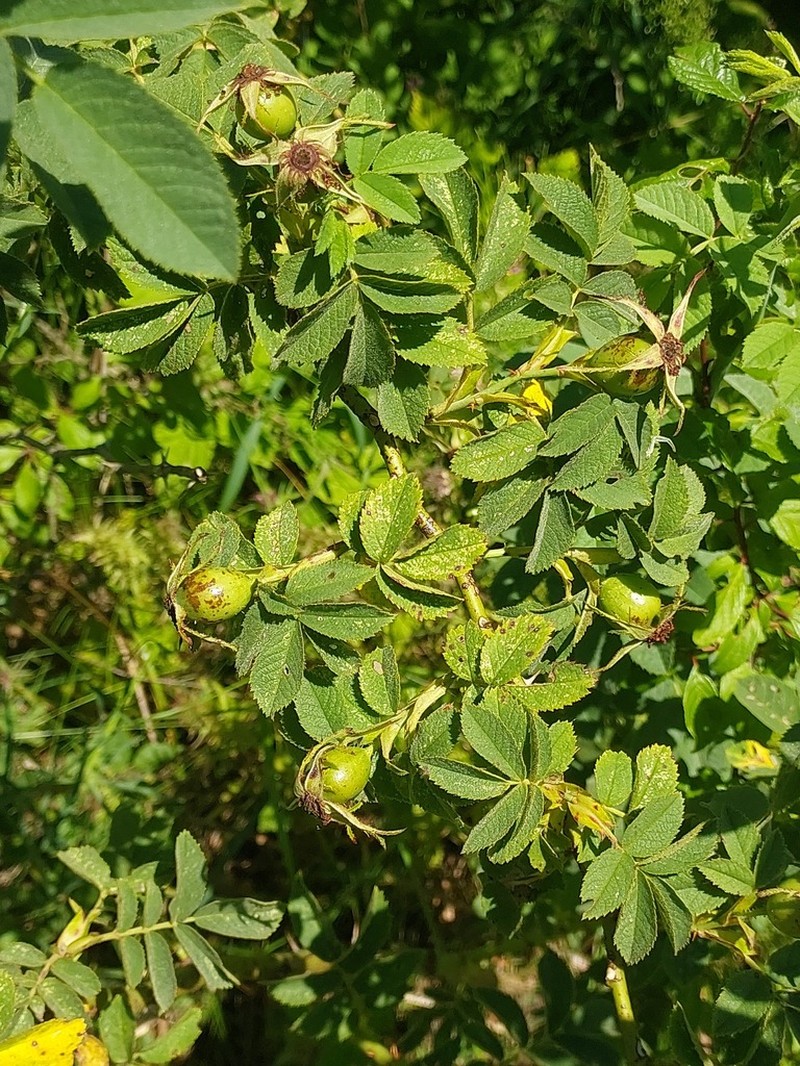 Fieldbriar photo 6