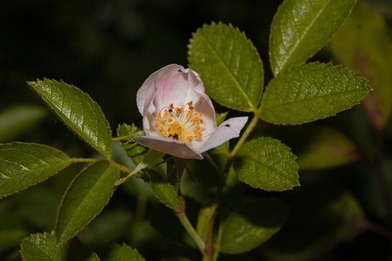 Fieldbriar photo 7