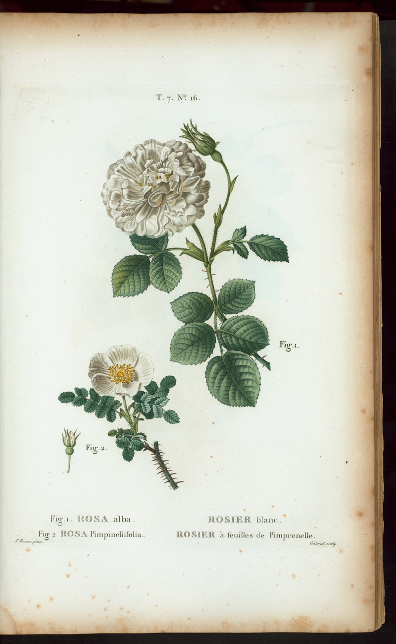 White Rose Of York photo 2