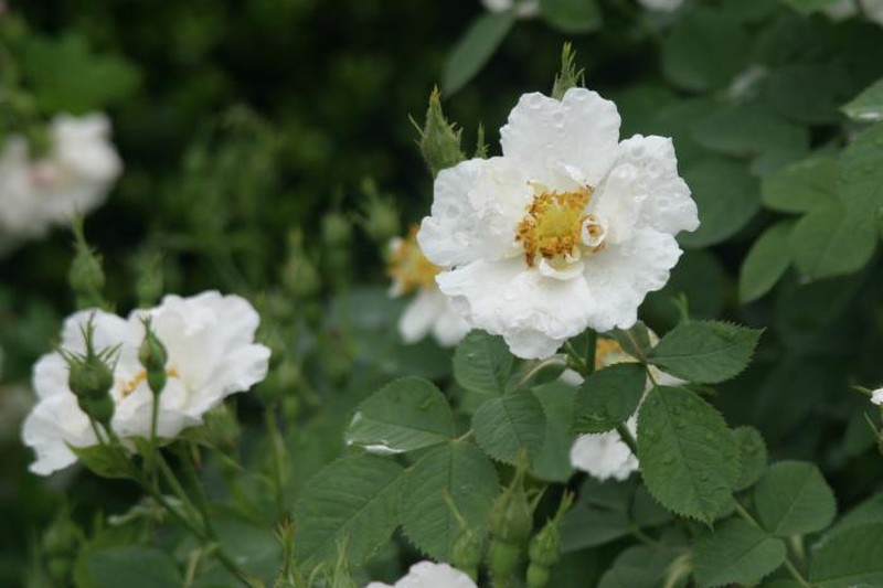 White Rose Of York photo 3