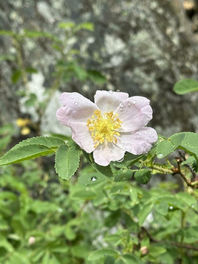 Rosa alberti