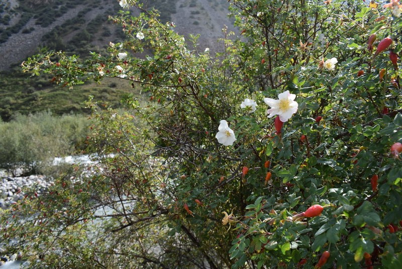 Rosa alberti photo 2