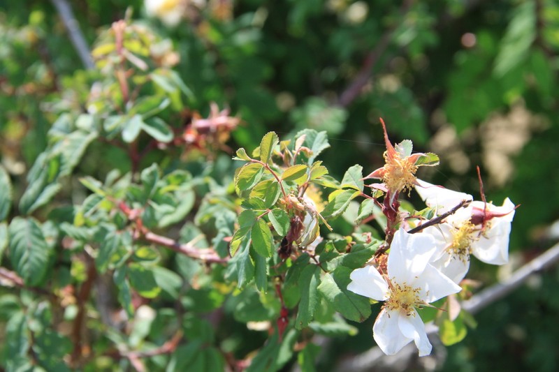 Rosa alberti photo 3