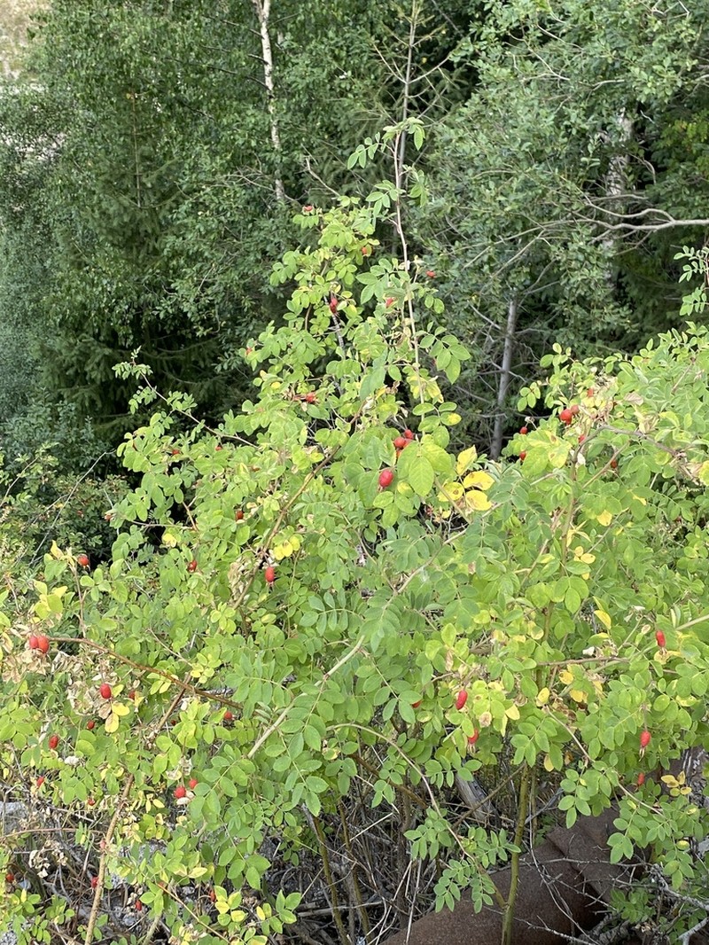 Rosa alberti photo 4