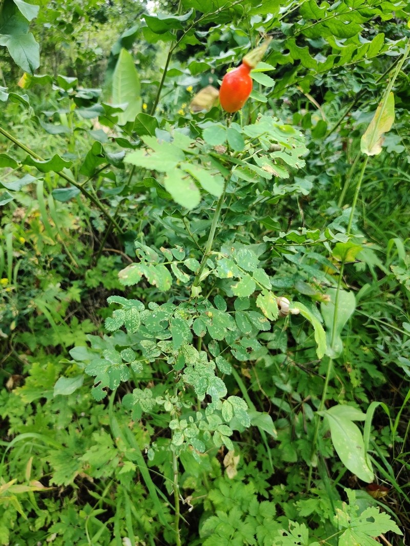 Rosa alberti photo 6